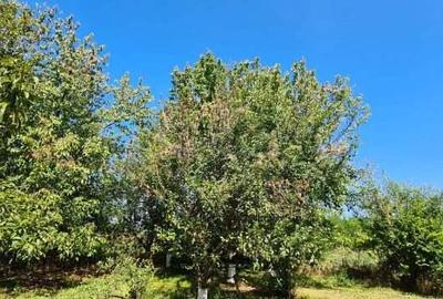 Vila Ialomita -Livedea lac - 11