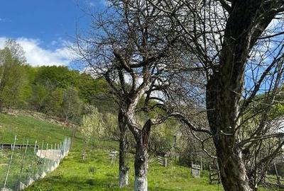 Teren de 1365 mp, în Berislăvești - 6