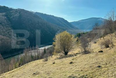 Teren 14 ha compact langa Lacul Tau Bistra - 7