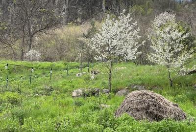 Casă cu 3 camere în Gura Teghii - 3