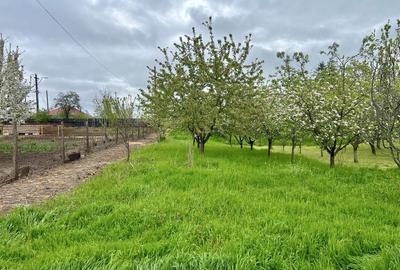 Spațiu comercial, în Curcani - 4