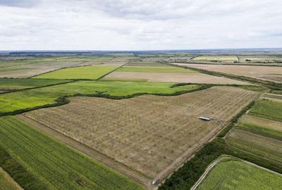 Livada BIO de nuci de vanzare langa Cermei - 2