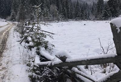 Teren de 6000 mp, în Panaci