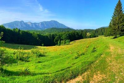 Teren de 2660 mp, în Timișu de Sus - 2