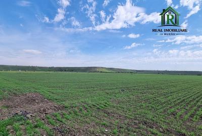 Teren de 1824 mp, în Mărăcineni - 1