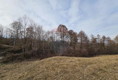 Teren Plaiu_Provita de Sus- intravilan 5373 mp_deschidere... - 7