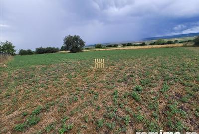 Casa Orheienilor! - 4