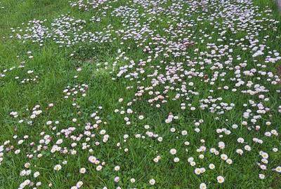 Casă cu 4 camere în Bejan - 10