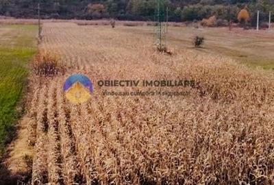 Teren intravilan de vanzare 5533 mp - Alexandru cel Bun - 3