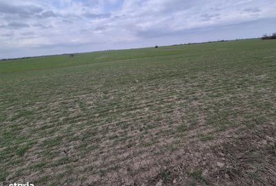 Teren de 13852 mp, în Domnești - 8