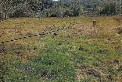 Casă cu 1 camere cu Teren 5500 Mp în Cacica - 4