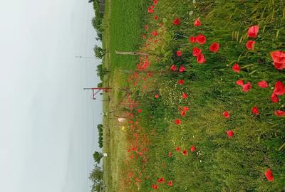 Casă cu 2 camere cu Teren 4191 Mp în Redea - 8