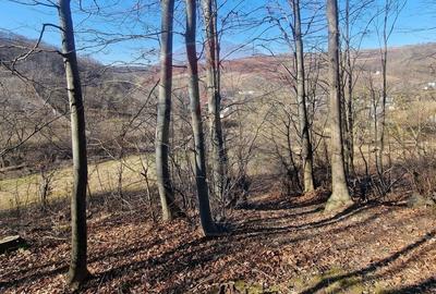 Teren Construcții intravilan de 4985 mp, în Sascut - 16