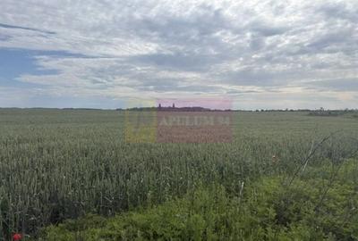 Teren agricol intravilan de 9974 mp, în Corbeanca - 5