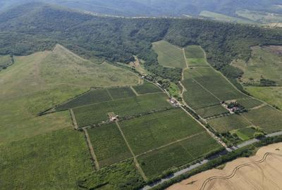 Teren agricol extravilan de 80000 mp, în Covăsinț - 34