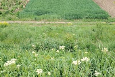 Teren agricol intravilan de 5800 mp, în Apahida - 3