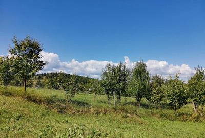 Teren de 7410 mp, în Sasca Mare - 1