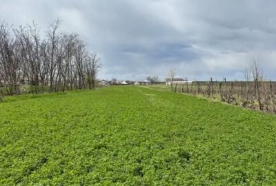 Teren agricol intravilan de 6100 mp, în Corod - 3