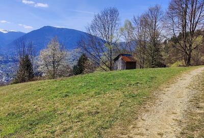 Teren de 3000 mp, în Moisei - 6