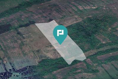 Teren arabil de 11,3 hectare in Bara, Timi? - 2