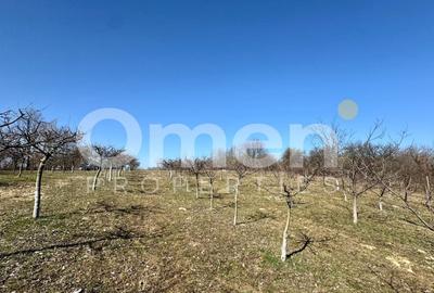 Teren agricol intravilan de 5800 mp, în Berința - 2