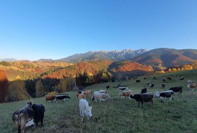 Teren Construcții intravilan de 500 mp, în Bran - 3