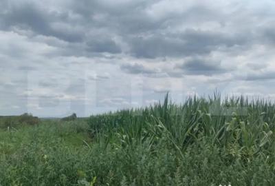 Teren de 3500 mp, în Rădăuți