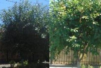 Casa si teren cota parte 3/16 si 3/32, Braila. ID: R2739910 - 10