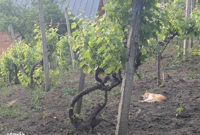 Casă cu 6 camere cu Teren 12900 Mp în Cotnari - 3