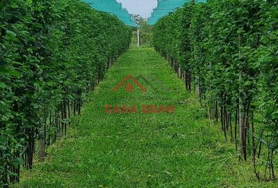 Teren extravilan in Baicoi 10.000mp plantatie mure --80.000e - 11