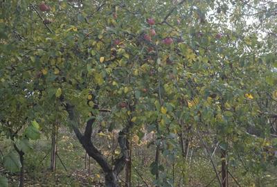 Casa vacanta zona colinara la 5 minute de municipiul Targoviste - 8