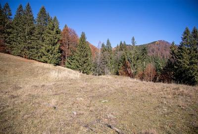 Teren Construcții extravilan de 20000 mp, în Siriu - 20