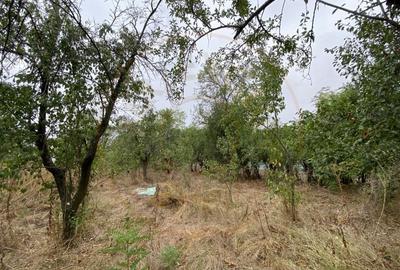 Teren 3000mp intravilan in Mavrodolu, AG - 5