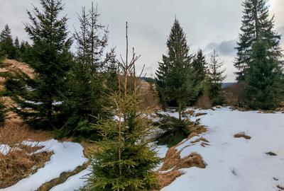 7858 mp TEREN SUPERB CU PARAU SI IZVOARE, BELIS - FANTANELE, Cluj - Transilvania - 3
