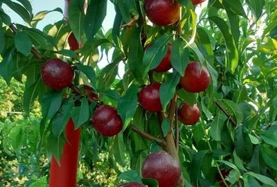 VILA UNICAT ULTRALUX P+1 +CASA CU TEREN 1412MP ZONA PALAZU MARE - 24