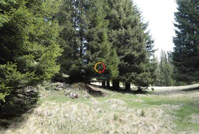 Teren de 50000 mp, în Pietroșița - 1