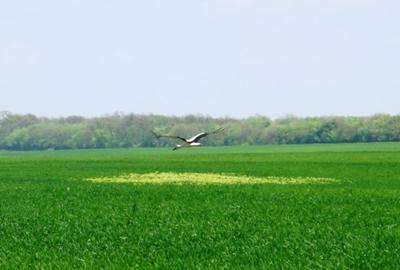 Teren Construcții intravilan de 1480 mp, în Frumușani - 2