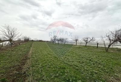 Teren de 1944 mp, în Dărăști-Vlașca - 6