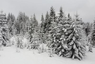 Teren de 1500 mp, în Mărișel