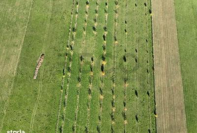 Spațiu comercial, în Aușeu - 8