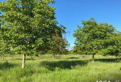 Teren intravilan 641 mp, deschidere 21 m - Str.  Zmeurului - 4