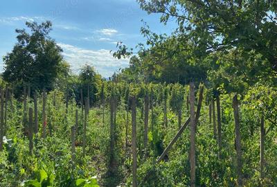 Casa de vanzare Ciumbrud Casa de vanzare Ciumbrud - 7