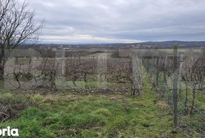 Teren de 1996 mp, în Viile Satu Mare - 11