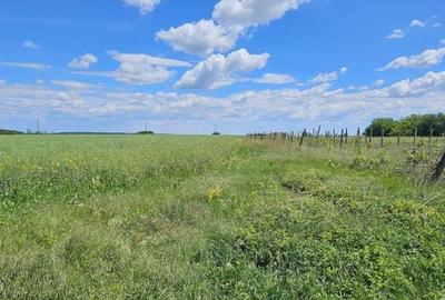 Teren extravilan Tancabesti - 1