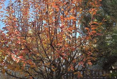 Exclusivitate! Proprietate Sendreni, zona linistita, 69.000 EUR - 19