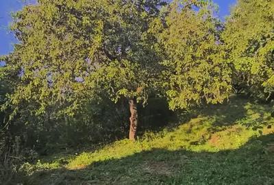 Teren de 3180 mp, în Săvârșin - 1