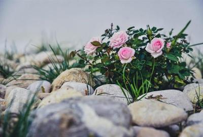 Aleasa Pensiune, pe 1.400 mp teren, in curcubeu montan, Bran - Poarta, Brasov - 13