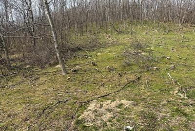 Teren intravilan 5.000 mp Cisnadioara / jud. Siibu - 8