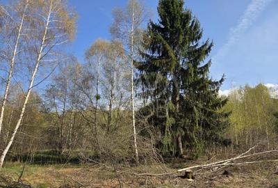 Teren Construcții intravilan de 4900 mp, în Viștea - 8