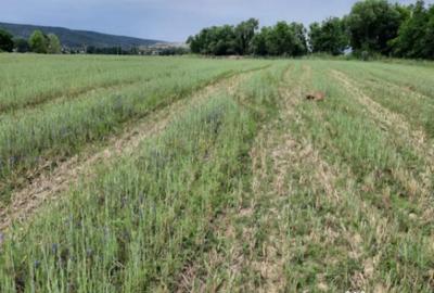 Teren de 4900 mp, în Boldești - 7